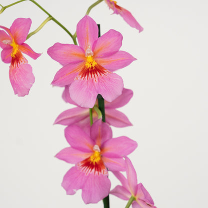 Cambria Orchid | Nelly Isler Pink