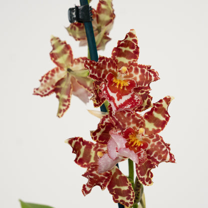 Cambria Orchid | Amur Leopard | Not In Flower