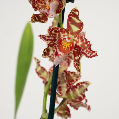 Cambria Orchid | Amur Leopard | Not In Flower