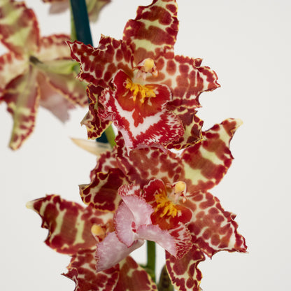 Cambria Orchid | Amur Leopard | Not In Flower