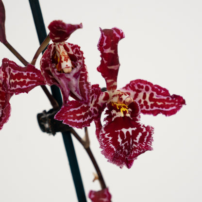 Cambria Orchid | Mulled Wine | Not In Flower
