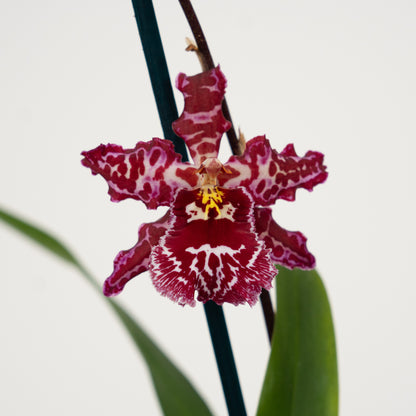 Cambria Orchid | Mulled Wine | Not In Flower