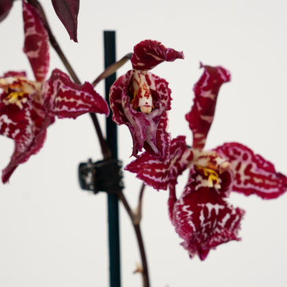 Cambria Orchid | Mulled Wine | Not In Flower