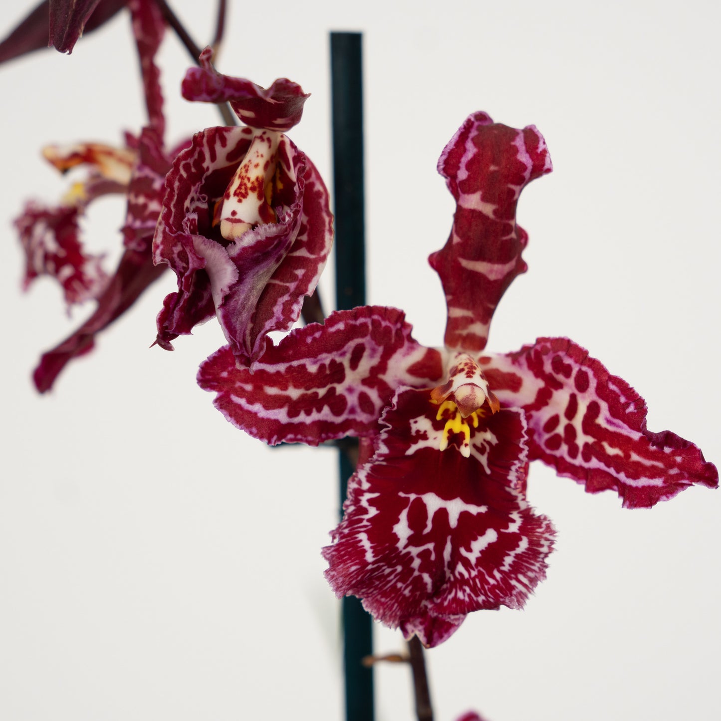 Cambria Orchid | No 237