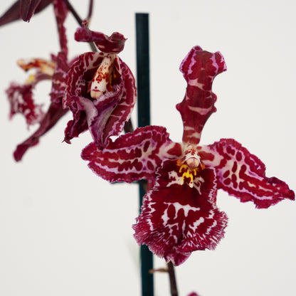 Cambria Orchid | Mulled Wine | Not In Flower