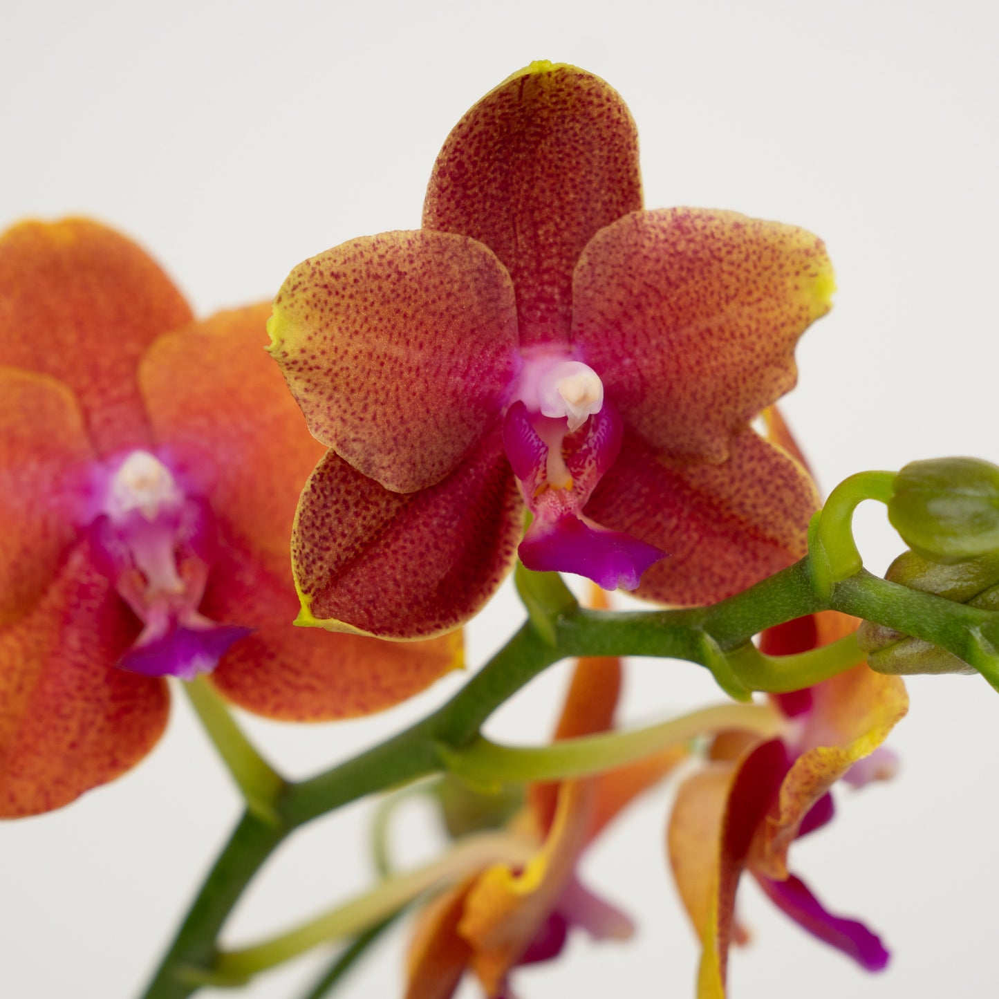 Phalaenopsis Orchid | No 61