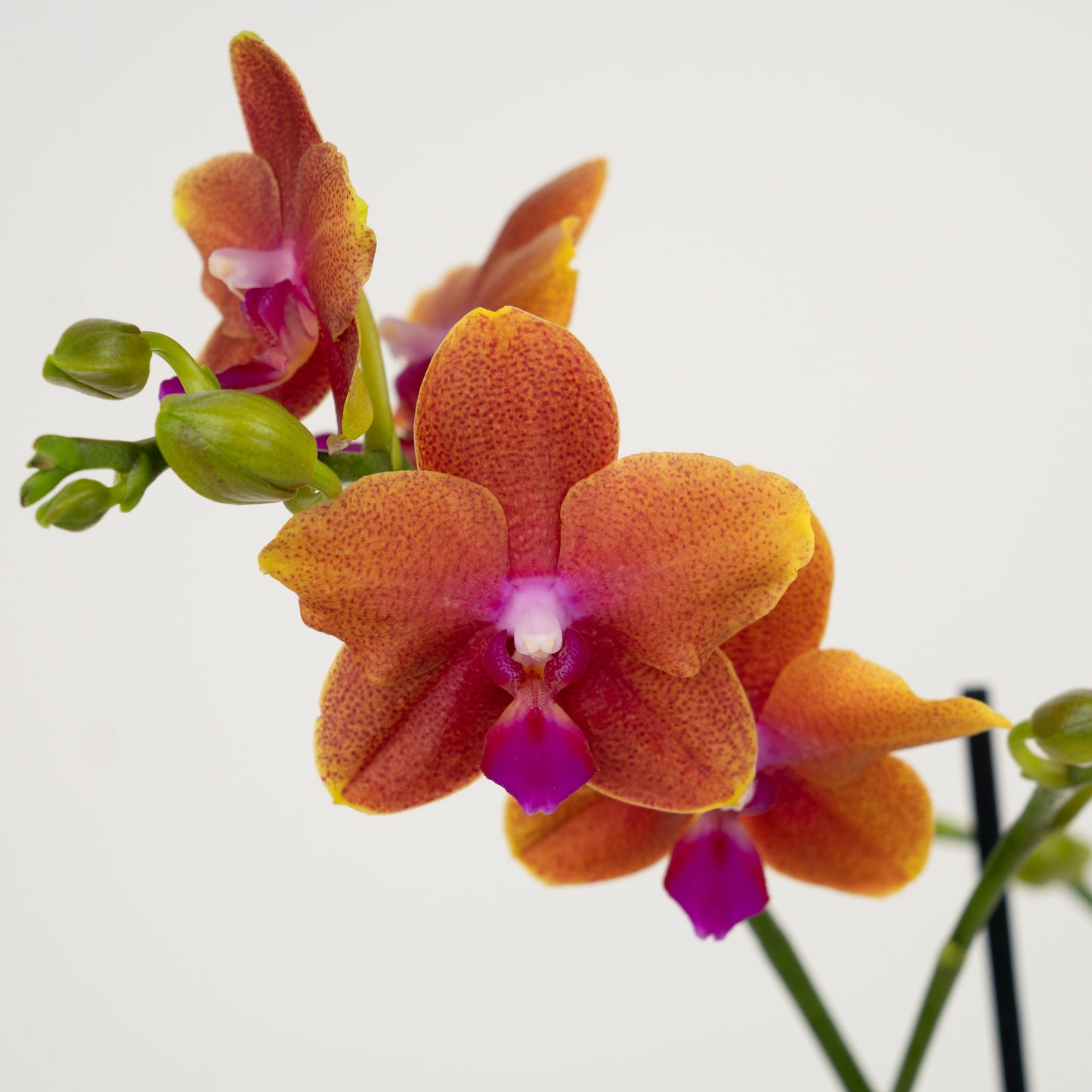 Phalaenopsis Orchid | No 61