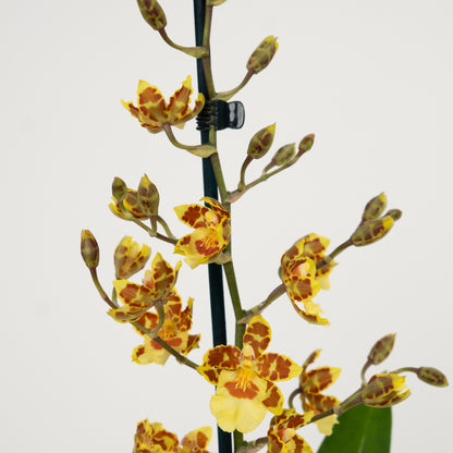 Cambria Orchid | Burkhard Holm