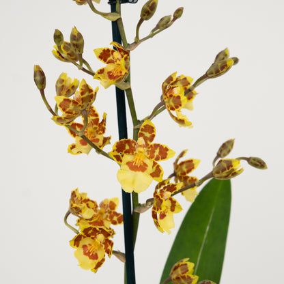 Cambria Orchid | Burkhard Holm