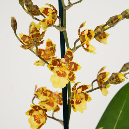 Cambria Orchid | Burkhard Holm