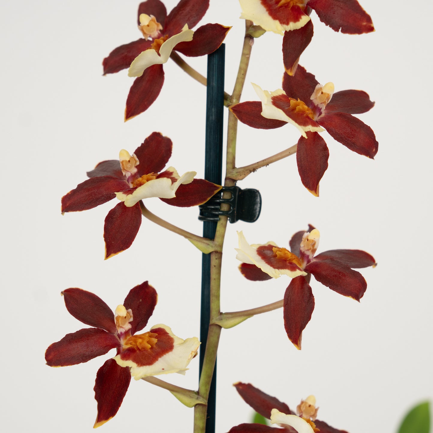 Cambria Orchid | Chocococo
