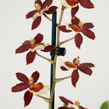 Cambria Orchid | Chocococo