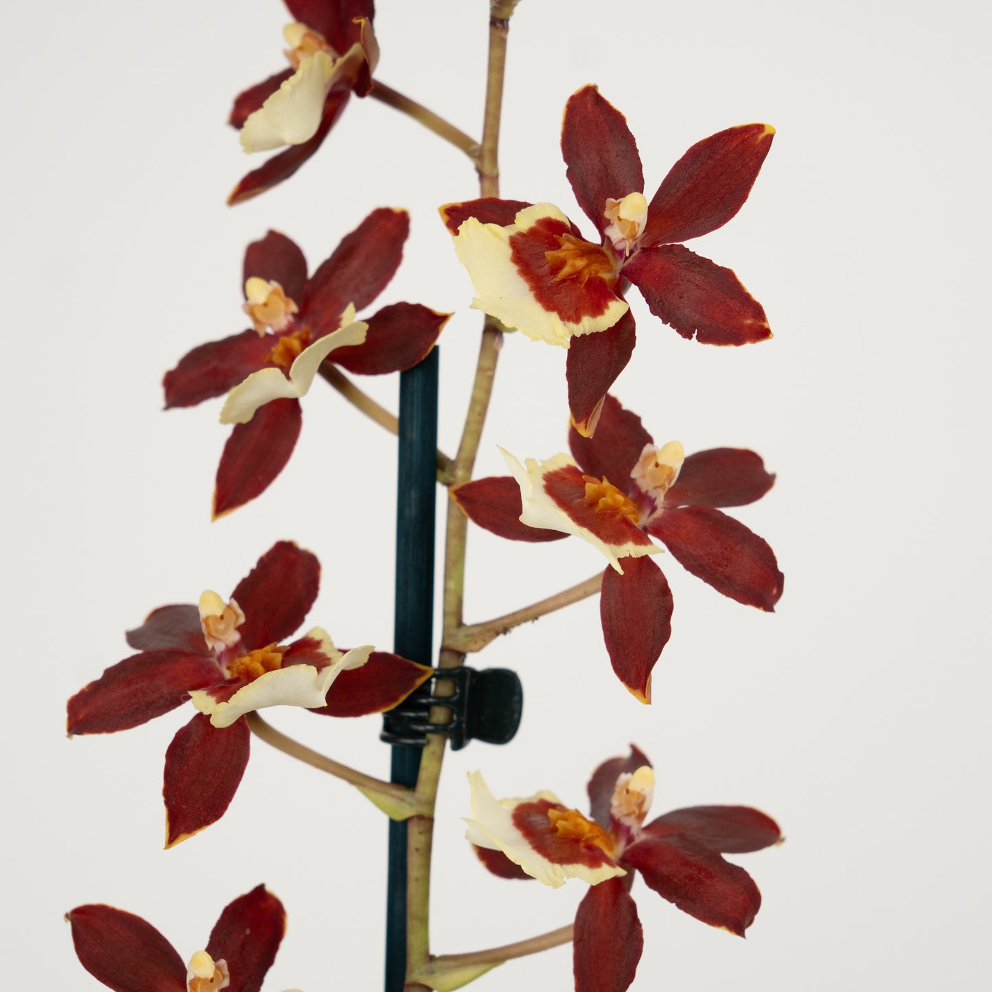 Cambria Orchid | Chocococo