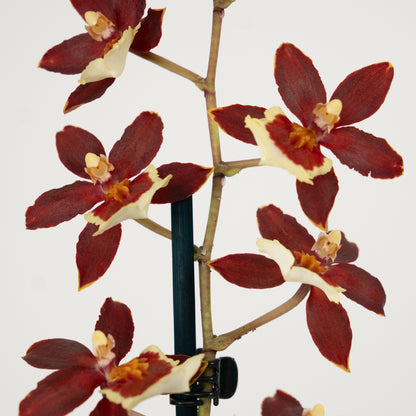 Cambria Orchid | Chocococo