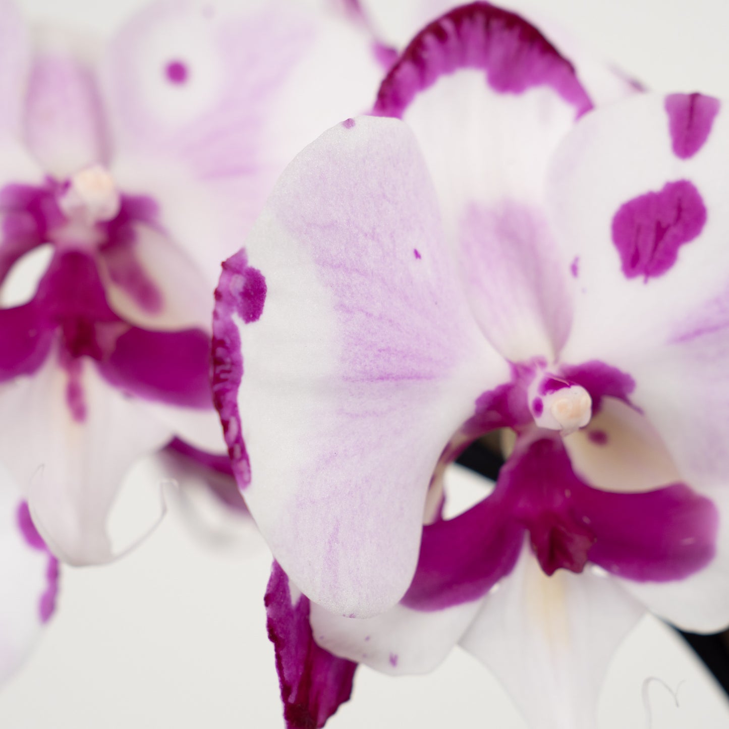 Phalaenopsis Orchid | No 232