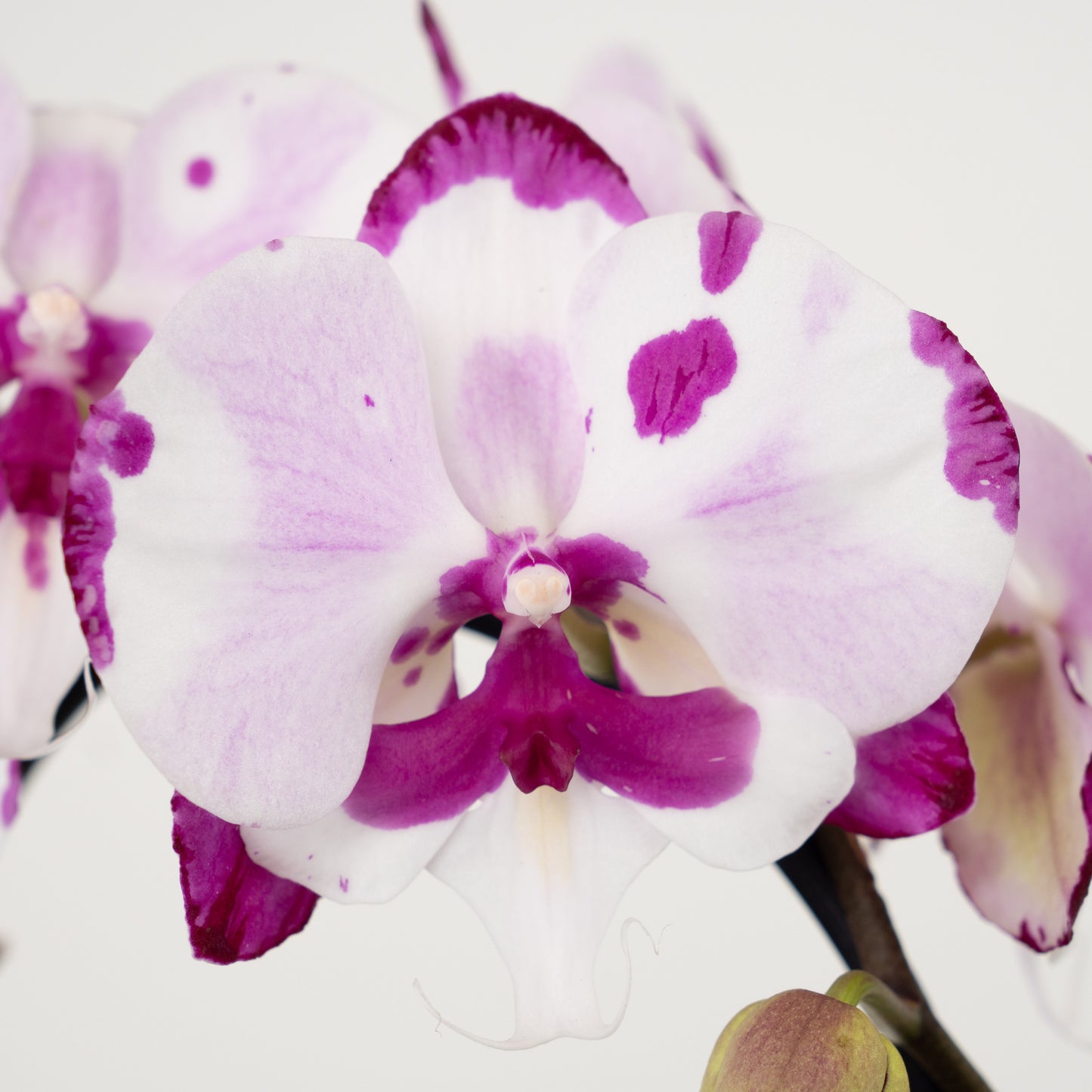 Phalaenopsis Orchid | No 232