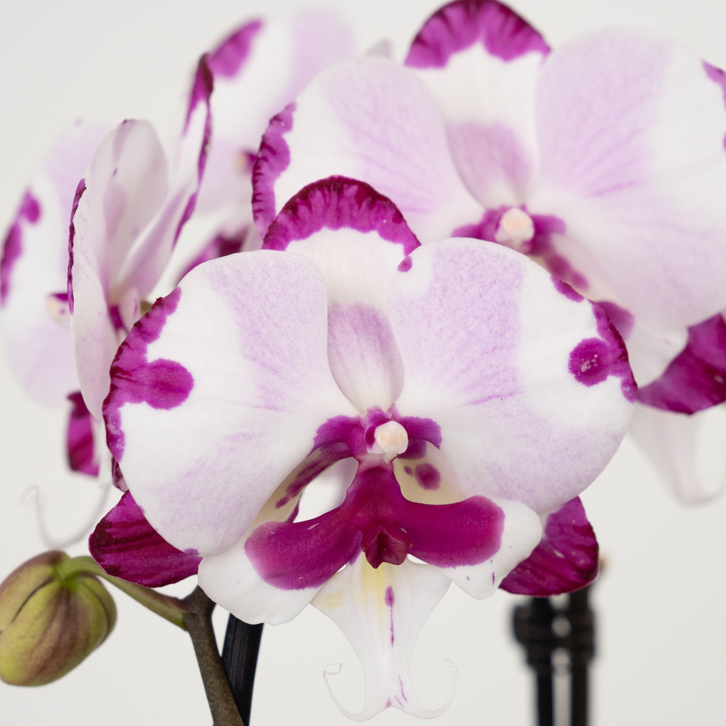 Phalaenopsis Orchid | No 232