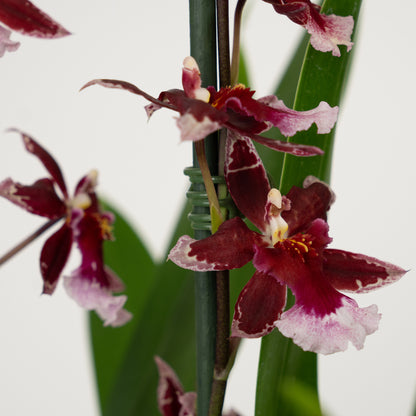 Cambria Orchid | Barrocco Red | Not In Flower