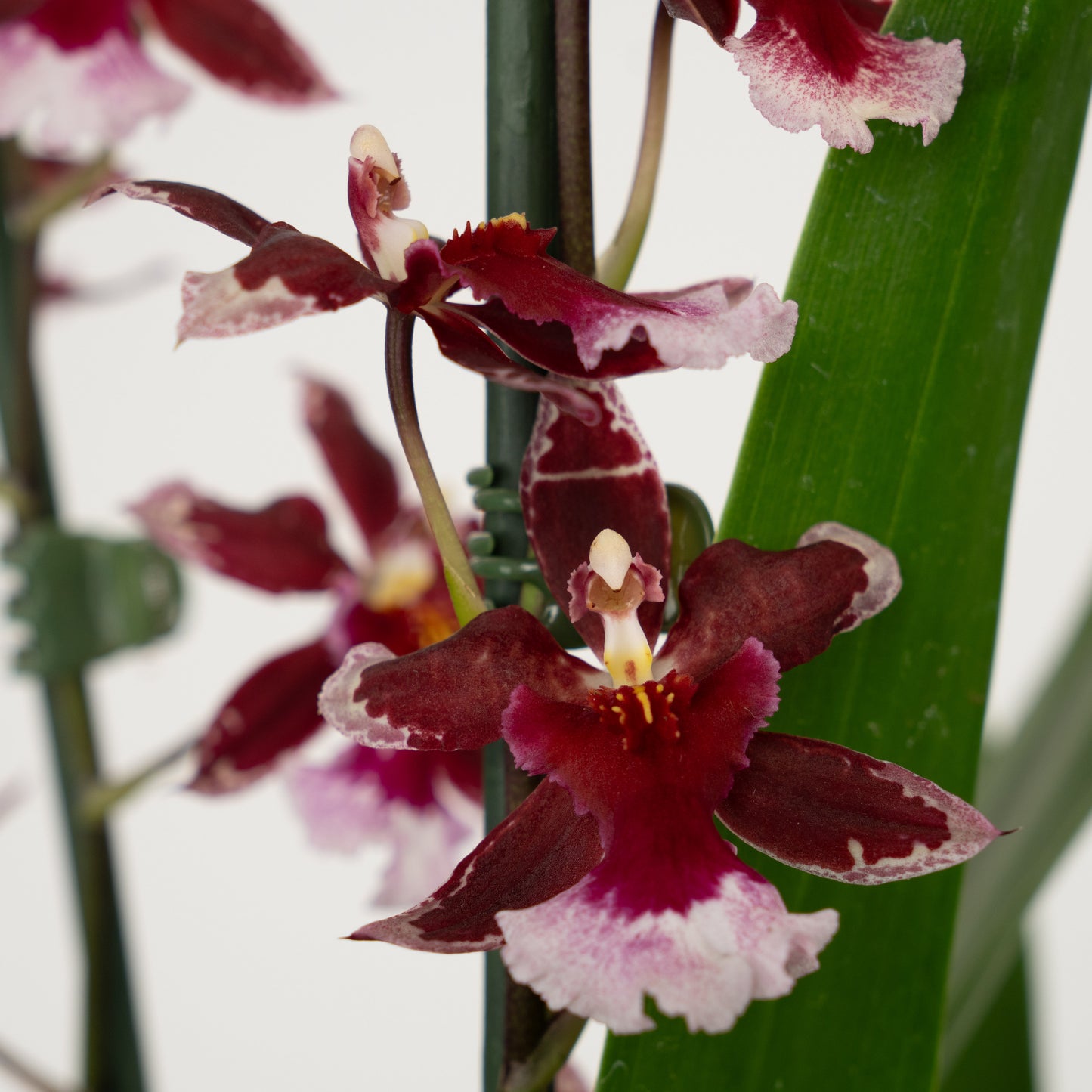 Cambria Orchid | No 601