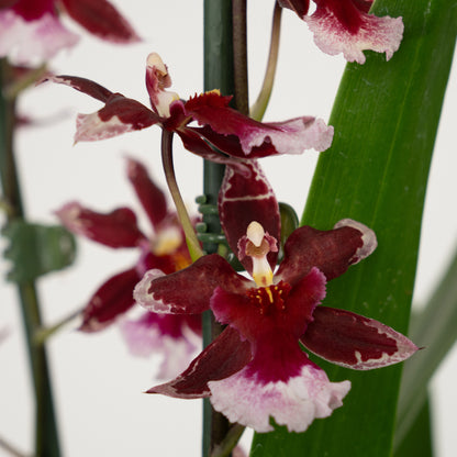 Cambria Orchid | Barrocco Red | Not In Flower