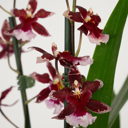 Cambria Orchid | Barrocco Red | Not In Flower