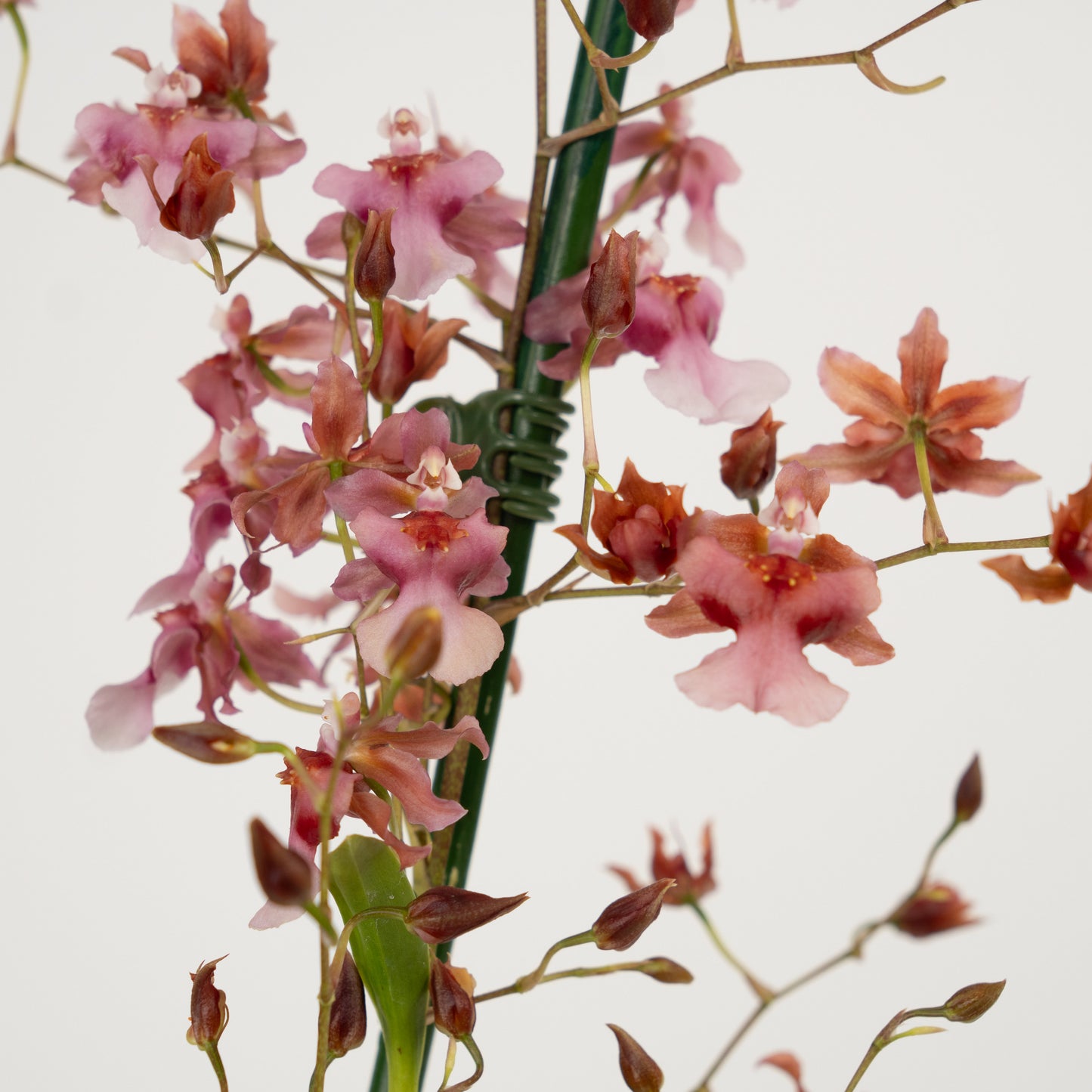 Oncidium Orchid | No 23 | Mildly Scented