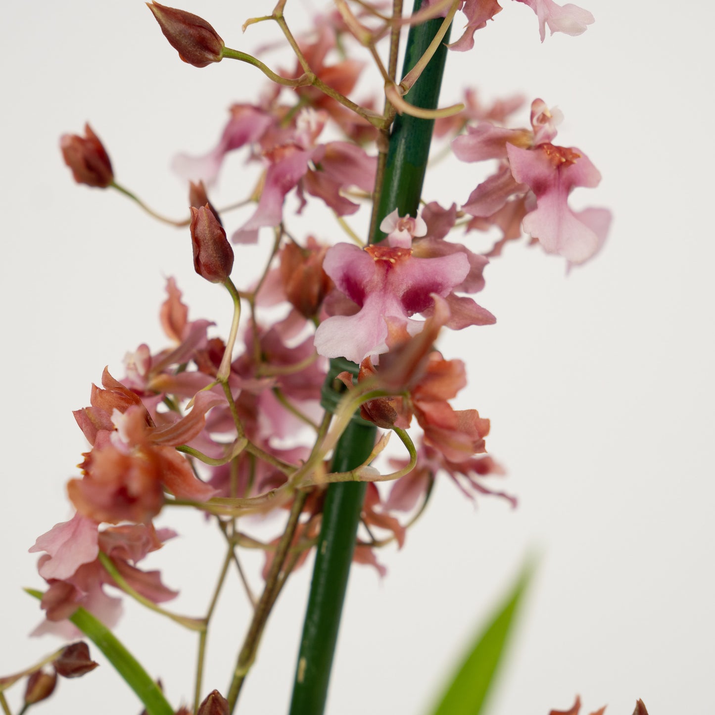 Oncidium Orchid | No 23 | Mildly Scented