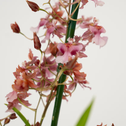 Oncidium Orchid | No 23 | Mildly Scented