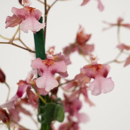 Oncidium Orchid | No 23 | Mildly Scented