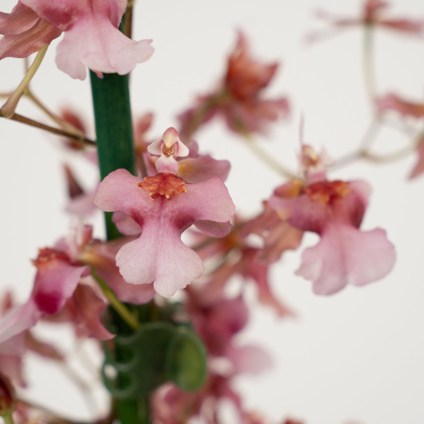 Oncidium Orchid | No 23 | Mildly Scented