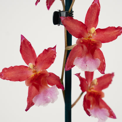 Cambria Orchid | Sparkle | Not In Flower