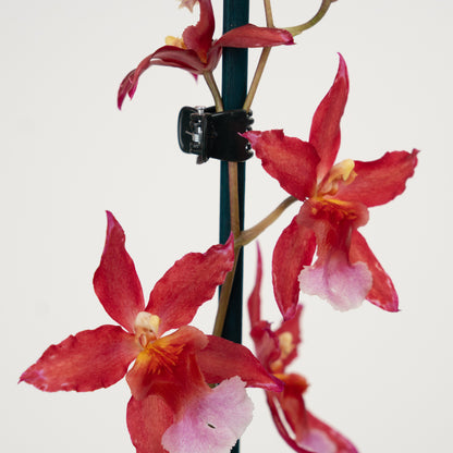 Cambria Orchid | Sparkle | Not In Flower