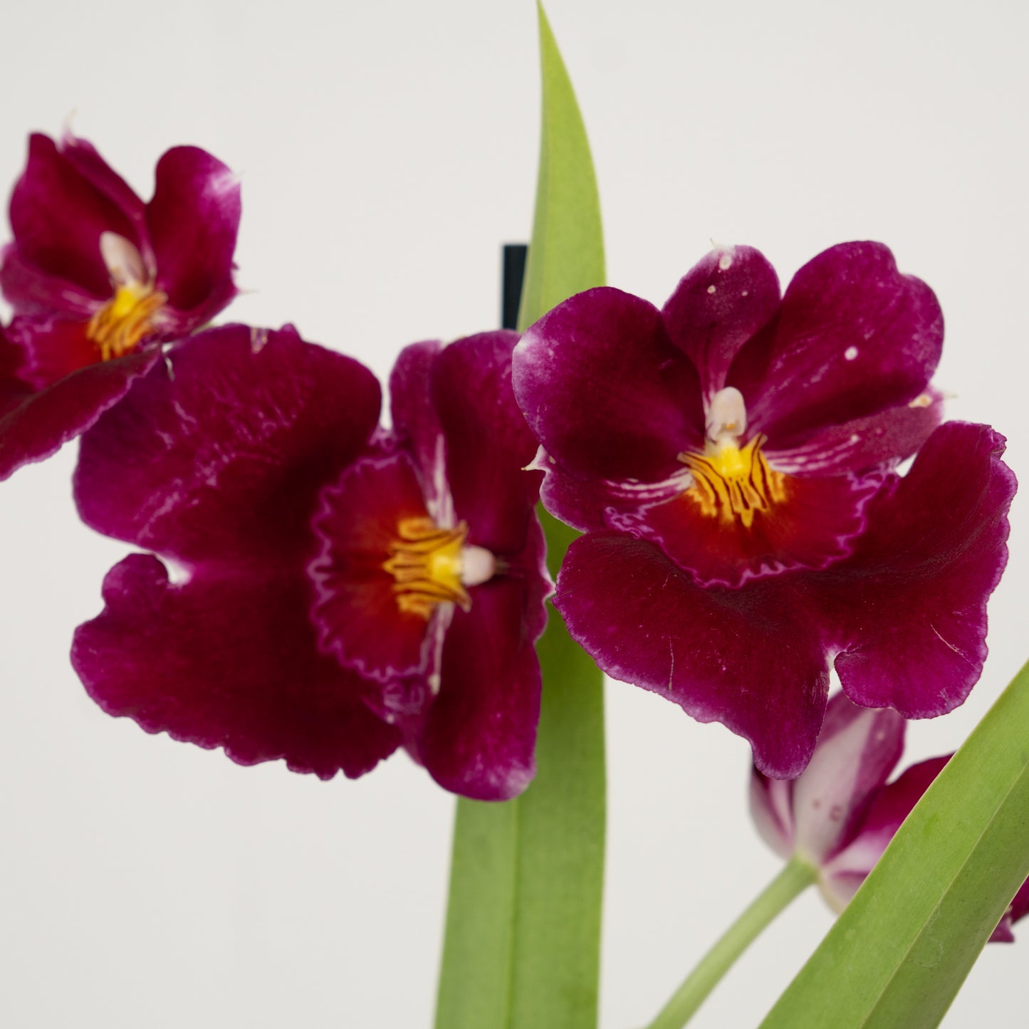 Miltonia | No 101 | Surprise Colour