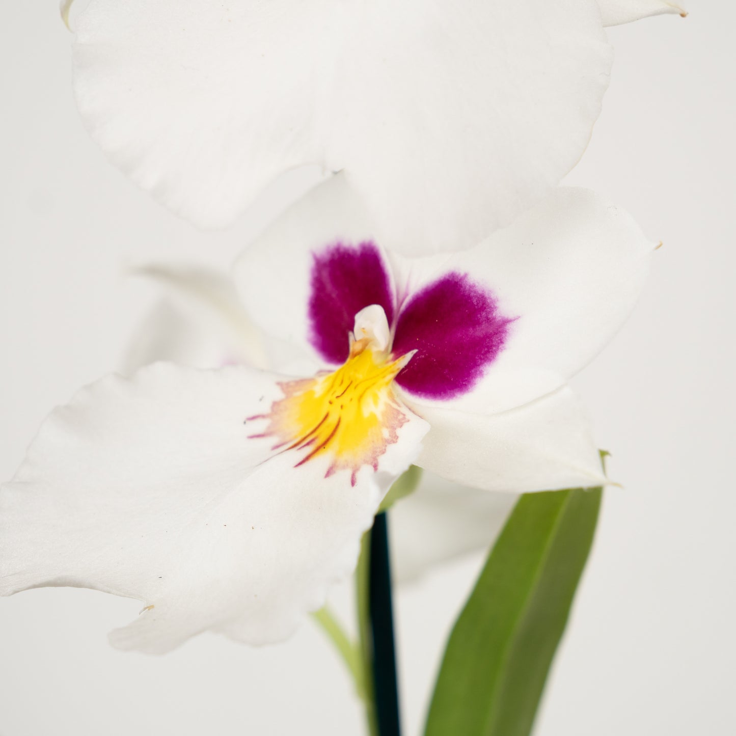 Miltonia | No 101 | Surprise Colour