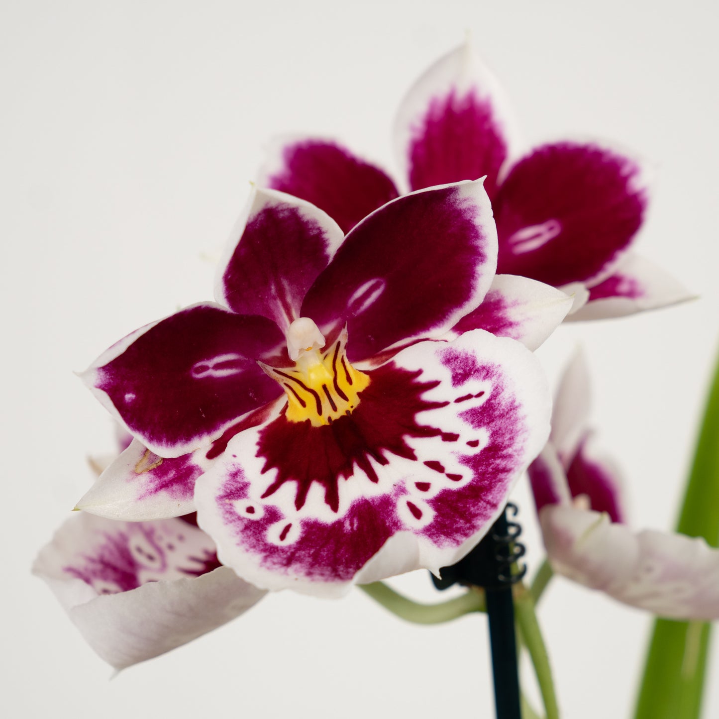 Miltonia | No 101 | Surprise Colour