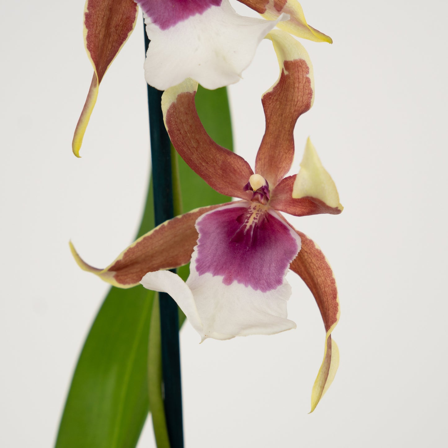 Cambria Orchid | No 615
