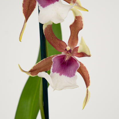 Cambria Orchid | Rio | Not In Flower