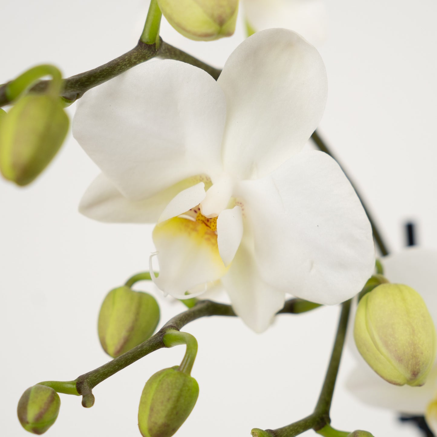 Phalaenopsis Orchid | No 25