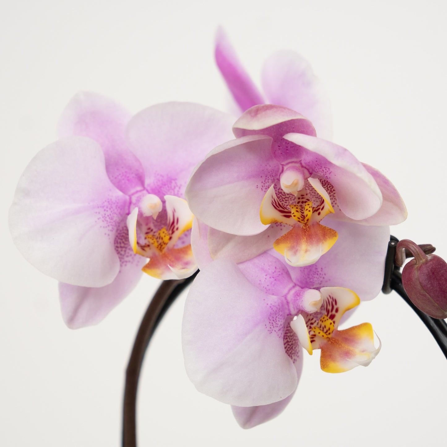 Phalaenopsis Orchid | No 733