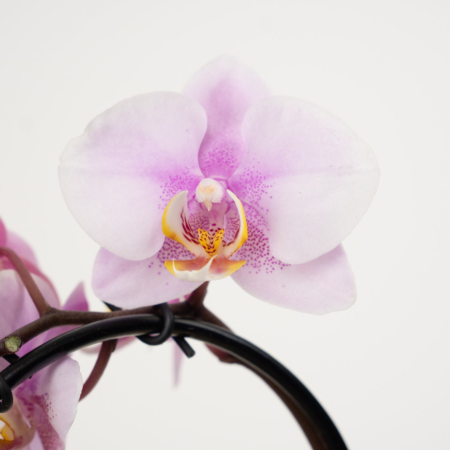 Phalaenopsis Orchid | No 733