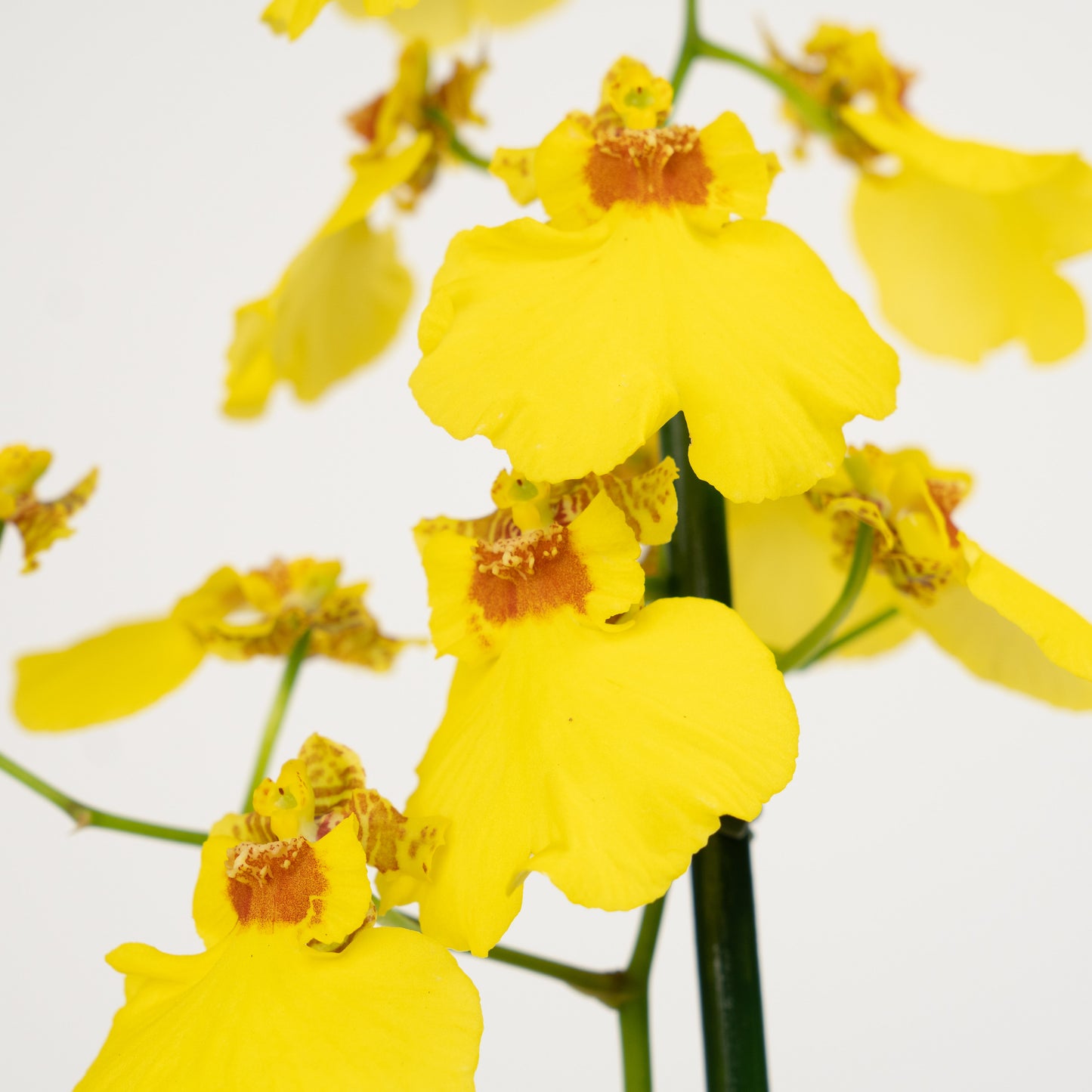 Oncidium Orchid | No 606