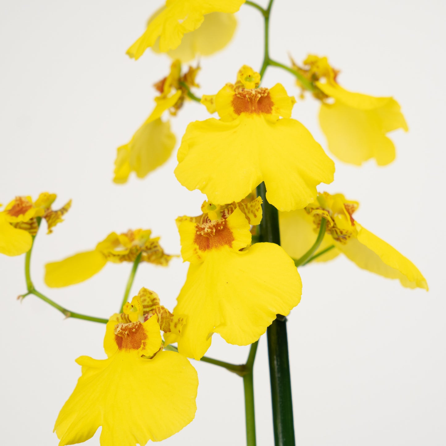 Oncidium Orchid | No 606