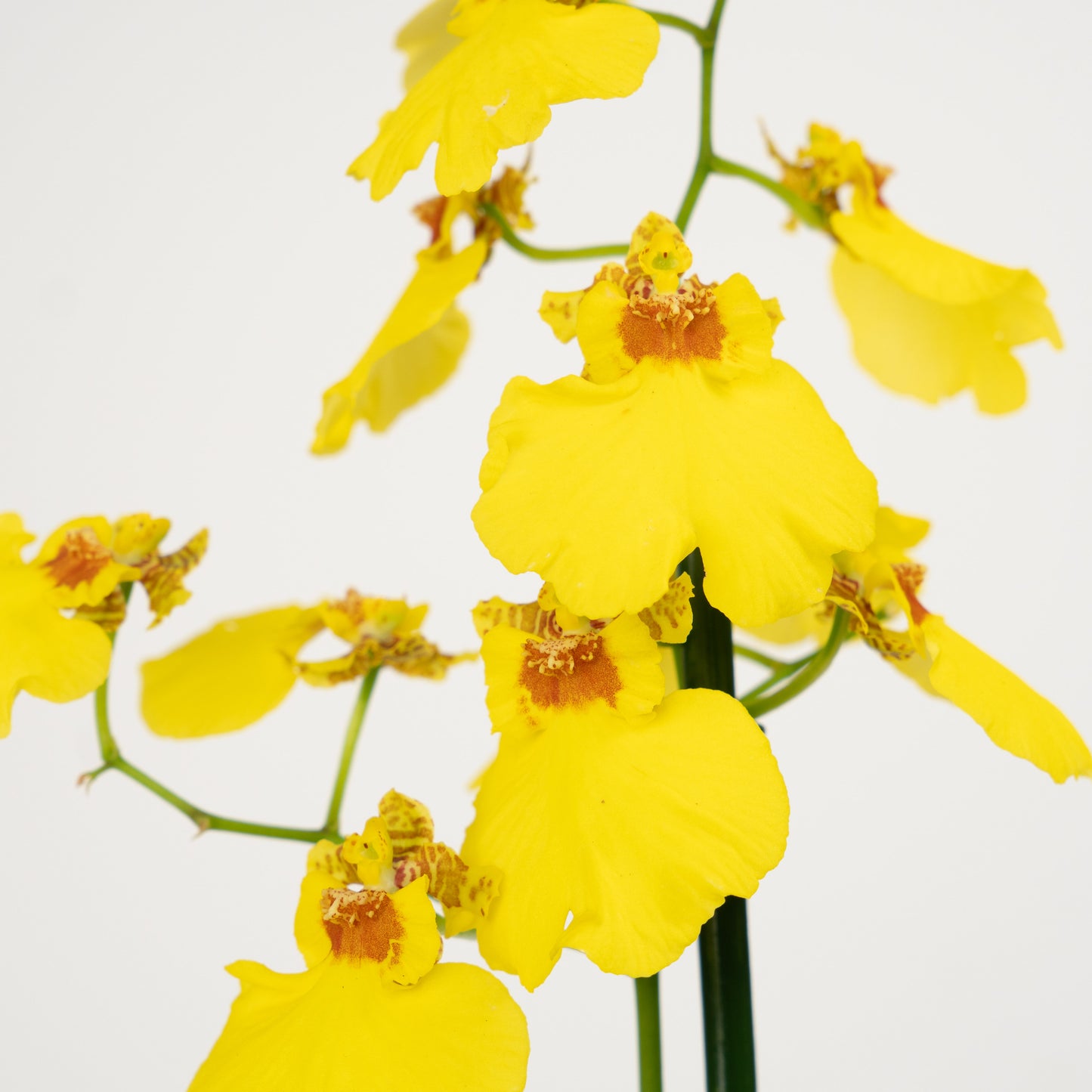 Oncidium Orchid | No 606