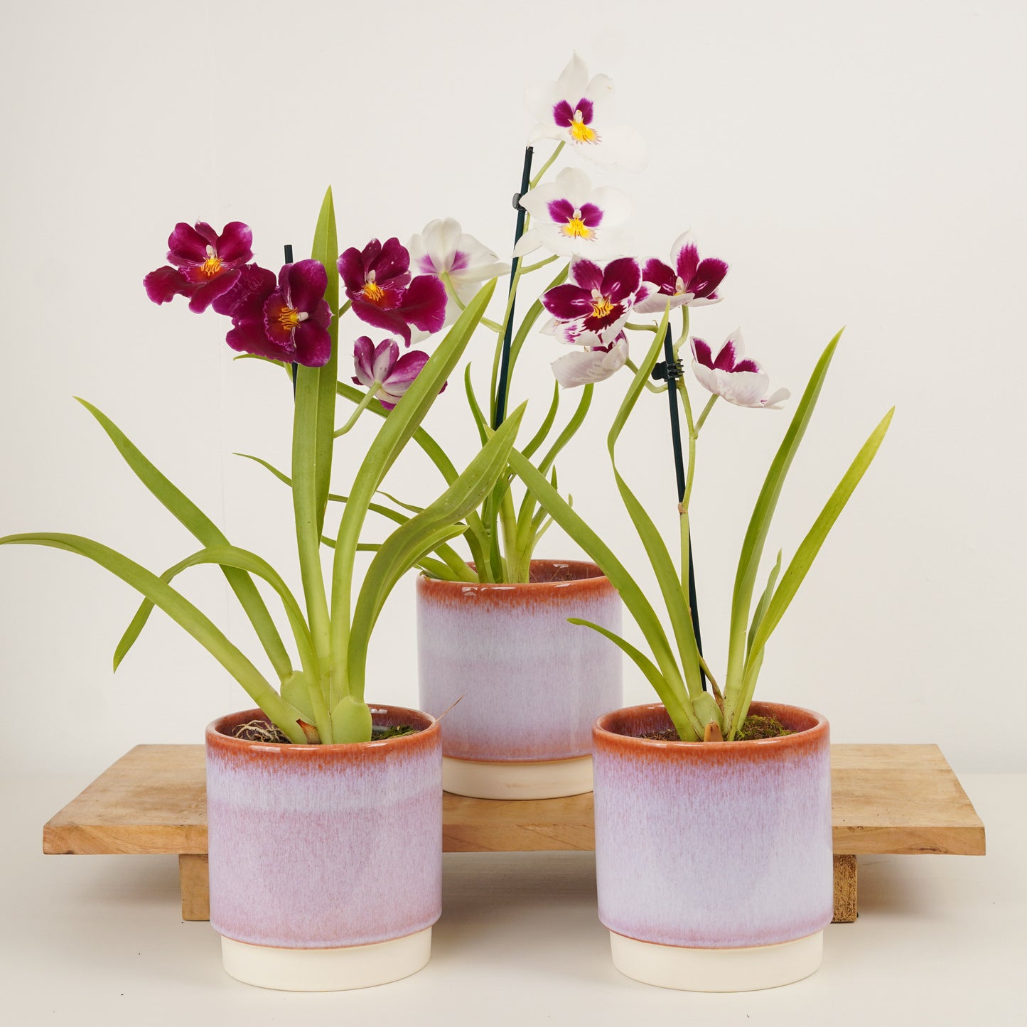 Miltonia | No 101 | Surprise Colour