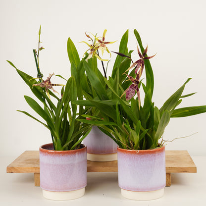 Spider Orchid | Summer Dream Surprise