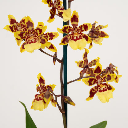 Cambria Orchid | Flaming Comet | Not In Flower