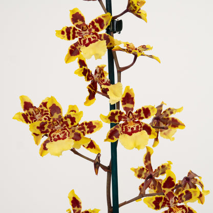 Cambria Orchid | Flaming Comet | Not In Flower