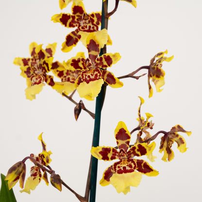 Cambria Orchid | Flaming Comet | Not In Flower
