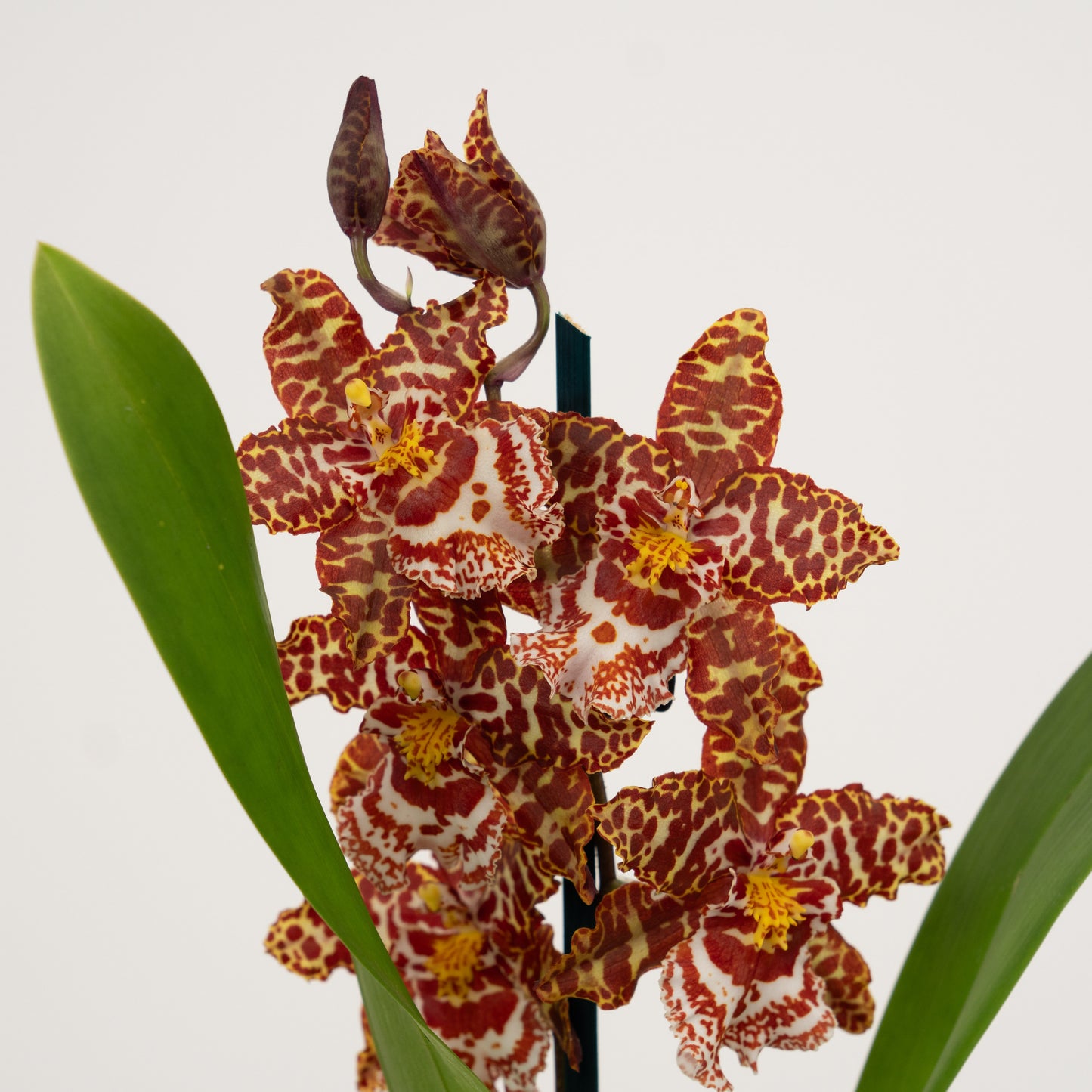 Cambria Orchid | No 647