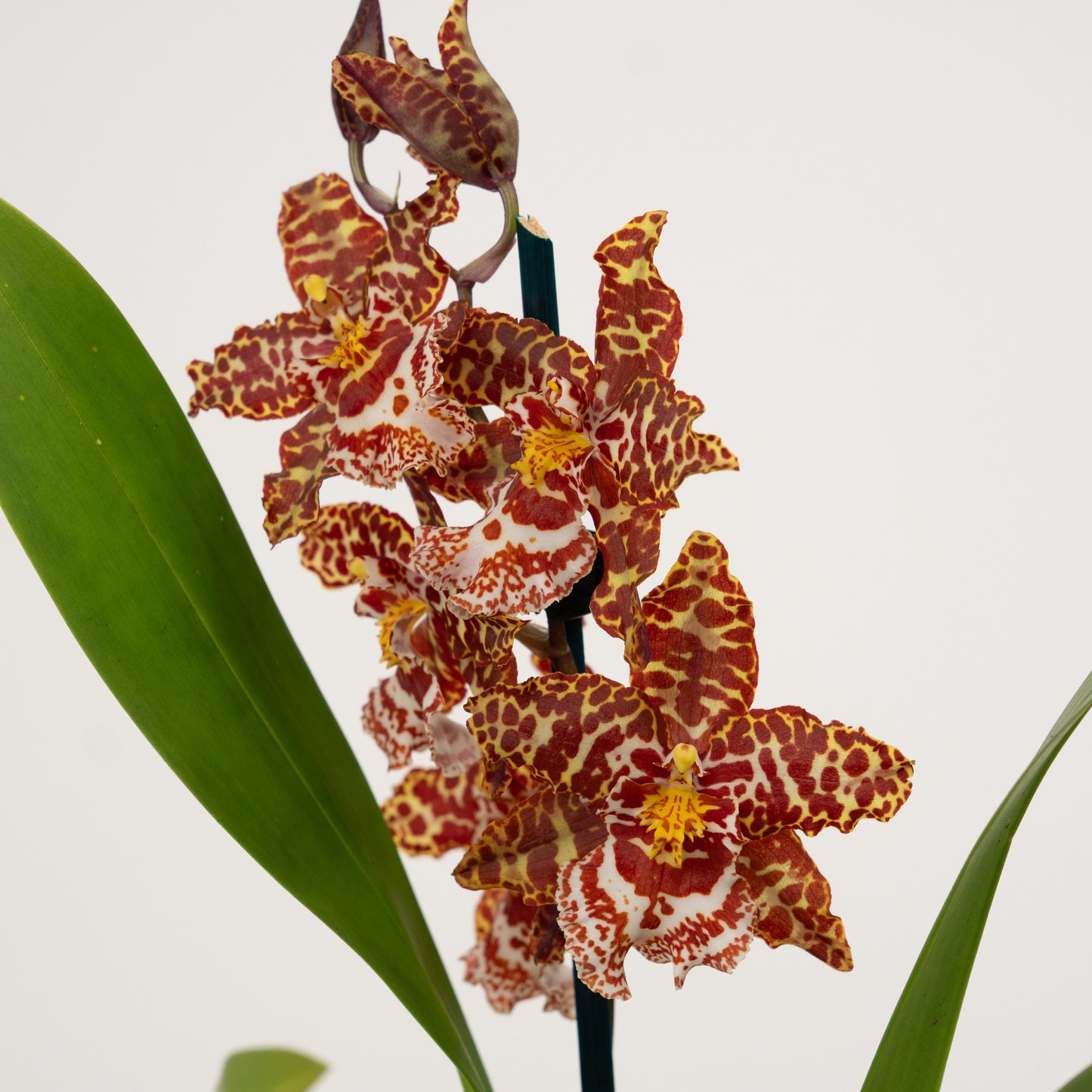 Cambria Orchid | No 647